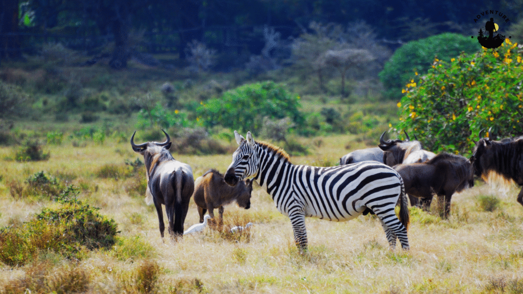 Prepare for Wildlife Encounters