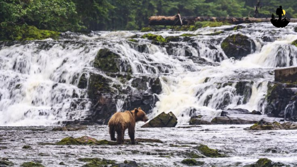 Tongass National Forest
